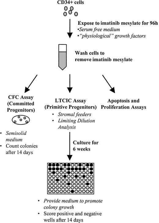 Fig. 1. Experimental procedure used to assay the effect of imatinib mesylate on progenitor cells. / The basic experimental approach is outlined here. CD34+cells were exposed to imatinib mesylate for 96 hours in serum-free medium containing growth factors. Cells were then plated in assays for primitive progenitors (LTCICs) or committed progenitors (CFCs), or were analyzed in apoptosis or proliferation assays.