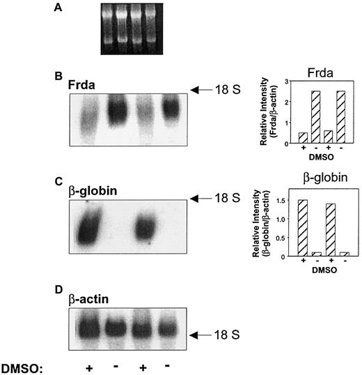Fig. 2. Effect of inducing erythroid differentiation by DMSO in Friend 707 cells on the mRNA levels of. / frataxin (Frda),β-globin, and β-actin(loading control). Northern blot analysis was performed by extracting total mRNA from cells incubated in the presence (+) or absence (−) of 1.5% DMSO for 120 hours at 37°C. The isolated RNA was electrophoresed on a 1.2% formaldehyde gel, transferred to nylon membrane, and sequentially probed under high stringency conditions (see “Materials and methods” for details). (A) Ethidium bromide staining of the agarose gel; (B) Frda; (C) β-globin; and (D) β-actin. Densitometric analysis of the results normalized to the β-actin loading control are shown to the right of each relevant blot. The result illustrated is a typical experiment from 5 experiments performed.