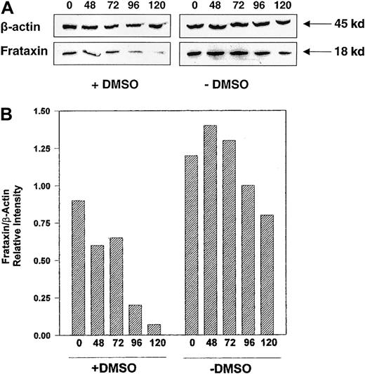 Fig. 3. Induction of erythroid differentiation in Friend 707 cells by DMSO decreases frataxin protein levels. / Western blot analysis was performed using proteins extracted from cells incubated in the presence (+) or absence (−) of 1.5% DMSO for 24 to 120 hours at 37°C. The membrane was sequentially probed with antifrataxin and anti-β-actin antibodies (see “Materials and methods” for details). Densitometric analysis of the results normalized to the β-actin loading control are shown below the blot. The result illustrated is a typical experiment from 4 experiments performed.