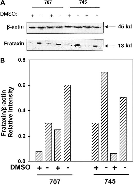 Fig. 4. The effect of DMSO on decreasing frataxin protein levels is not Friend cell clone specific. / Western blot analysis was performed using proteins extracted from the Friend 707 and 745 cell lines incubated in the presence (+) or absence (−) of 1.5% DMSO for 120 hours at 37°C. The membrane was sequentially probed with antifrataxin and anti-β-actin antibodies (see “Materials and methods” for details). Densitometric analysis of the results normalized to the β-actin loading control are shown below the blot. The result illustrated is a typical experiment from 4 experiments performed.