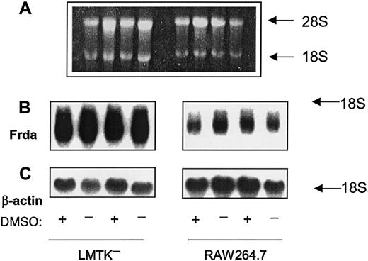 Fig. 5. The effect of incubation with DMSO on the mRNA levels of. / frataxin (Frda) and β-actin(loading control) in mouse LMTK− fibroblasts and the RAW264.7 macrophage cell line. Northern blot analysis was performed as described in Figure 2 using total mRNA extracted from cells after a 120-hour incubation at 37°C in the presence (+) or absence (−) of 1.5% DMSO. (A) Ethidium bromide staining of the agarose gel, (B) Frda, and (C) β-actin. The result illustrated is a typical experiment from 3 experiments performed.
