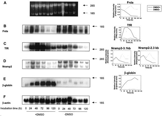 Fig. 6. The effect of incubation time with DMSO on the mRNA levels of. / frataxin (Frda),transferrin receptor (TfR),Nramp2, β-globin, orβ-actin in Friend 707 cells. Total mRNA was extracted from cells incubated in the presence (+) or absence (−) of 1.5% DMSO for 0 to 120 hours at 37°C. Northern blot analysis was performed as described in Figure 2. (A) Ethidium bromide staining of the agarose gel, (B) Frda, (C) TfR, (D) Nramp2, (E) β-globin, and (F) β-actin. Densitometric analysis of the results normalized to the β-actin loading control are shown to the right of each relevant blot. The result illustrated is a typical experiment from 3 experiments performed.