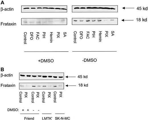 Fig. 8. Protoporphyrin IX (PIX) decreases frataxin protein levels in uninduced Friend 707 cells, and LMTK− fibroblasts and SK-N-MC neuroepithelioma cells. / (A) Friend cells were incubated in the presence (+) or absence (−) of 1.5% DMSO for 96 hours at 37°C. After this, the incubation was continued for a further 20 hours at 37°C in the presence (+) or absence (−) of 1.5% DMSO alone (controls) or in these media containing either DFO (100 μM), FAC (100 μg/mL), PIH (50 μM), hemin (50 μM), PIX (50 μM), or SA (2 mM). (B) The SK-N-MC and LMTK− cell lines were incubated for 20 hours at 37°C with PIX (50 μM). These results are compared with induced and uninduced Friend cells incubated with (+) or without (−) 1.5% DMSO for 96 hours and then exposed to PIX (50 μM) for 20 hours at 37°C. Western blot analysis was performed as described in “Materials and methods.” The result illustrated in panel A is typical of 8 experiments performed, and that in panel B is typical of 4 experiments.