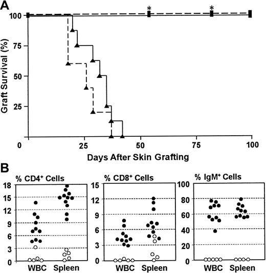 Fig. 1. Immune reconstitution in NOD/SCID-Tg mice receiving T- and B-cell–depleted B10.D2/o-Tg mouse BMCs. / NOD/SCID-Tg mice were treated with 3 Gy WBI and some of them received subsequent infusion of 1-1.5 × 106 T- and B- cell–depleted B10.D2/o-Tg mouse BMCs at week 5, 7, or 11 after WBI. (A) Rejection of skin grafts from allogeneic mouse and xenogeneic porcine donors by B10.D2/o-Tg mouse BMC-reconstituted NOD/SCID-Tg mice. B10.RIII mouse and porcine skins were grafted simultaneously in NOD/SCID-Tg mice 2 weeks after administration of T- and B-cell–depleted B10.D2/o-Tg mouse BMCs. Survival is shown for B10.RIII (dashed line) and pig (solid line) skin grafts in irradiated NOD/SCID-Tg mice receiving (▴; n = 8) or not receiving (▪; n = 8) a subsequent infusion of B10.D2/o-Tg mouse BMCs. Both B10.RIII and porcine skin grafts were accepted in NOD/SCID-Tg recipients of WBI only for over 100 days or until death (*), but were rejected by B10.D2/o-Tg mouse BMC-reconstituted NOD/SCID-Tg mice by 42 days. (B). Development of mouse CD4+ cells, CD8+ cells, and surface IgM+ cells in NOD/SCID-Tg mice reconstituted with T- and B-cell–depleted B10.D2/o-Tg mouse BMCs. WBCs and splenocytes were prepared from B10.D2/o-Tg mouse BMC-reconstituted mice (●) and control animals that received WBI only (○) during the period of 10 to 15 weeks after B10.D2/o-Tg mouse BMC infusion, and percentages of mouse CD4+, CD8+ and surface IgM+ cells were measured by 2-color FACS analysis. Each symbol represents an individual animal. Data are pooled from 4 independent experiments.