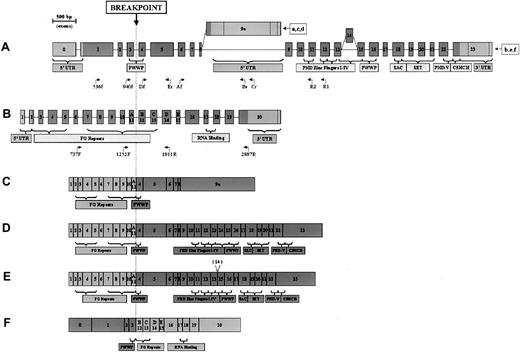 Fig. 2. NSD3 and NUP98 exon structures and chimeric transcripts. / (A, B) NSD3 and NUP98 exon structures showing encoded domains. Coding regions are depicted as dark gray; noncoding regions are light gray. Exon lengths are to scale, as indicated by ruler. Primers used in this study are positioned below the respective gene (only the end parts of the names are indicated). (A)NSD3 exon structure. All transcript sequences start at various points in exon 0. Ending points are indicated for the following GenBank accession numbers: (a) (WHSC1L1s), AF332468; (b) (WHSC1L1l),AF332469; (c) (FLJ12498), AK022560; (d) (NSD3S), AJ295992; (e) (NSD3L),AJ295990; (f) (NSD3L2, lacking exon 14), AJ295991. (B) NUP98exon structure, derived from GenBank accession number U41815. Exons 11 to 15 are also indicated as A-E by Arai et al.7 (C-F) Schematic representation of NSD3-NUP98 fusion transcripts.NUP98-derived exons are depicted as light gray;NSD3-derived exons are dark gray. (C) Short-form transcript, containing NUP98 exons 1 through 11 and NSD3exons 4 through 9a. (D) Long-form transcript, containingNUP98 exons 1 through 11 and NSD3 exons 4 through 23. (E) Alternatively spliced long-form transcript, lackingNSD3 exon 14. (F) Reciprocal transcript, containingNSD3 exons 0 through 3 and NUP98 exons 12 through 20.
