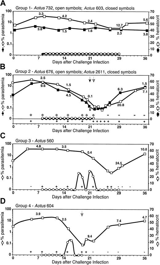 Fig. 1. Parasitemia, hematocrit, and reticulocyte percentage of. / P falciparum–infected Aotus monkeys over the course of infection. (A) Group 1: monkeys did not develop a microscopically detectable parasitemia, did not become anemic, and reticulocyte production remained low and steady in most cases (eg, Aotus 603), with some exceptions (eg, Aotus 732). (B) Group 2: monkeys did not develop a microscopically detectable parasitemia but were positive by PCR, developed severe anemia (hematocrit less than 25%), and reticulocyte production stopped. Reticulocyte production and hematocrit level greatly increased after parasites were cleared by drug cure (eg, Aotus 676 and 2611). (C) Group 3: monkeys developed low-level (below 5%) to undetectable parasitemia positive by PCR, became moderately anemic, and reticulocyte production greatly decreased. Monkeys were able to self-resolve the infection and the anemia with increased reticulocyte production once parasites were cleared (eg, Aotus 560). (D) Group 4: monkeys developed low-level parasitemia, became severely anemic, and reticulocyte production decreased. Reticulocyte production and hematocrit level greatly increased after parasites were cleared by drug cure (eg,Aotus 604). Individual examples shown here are representative of the group. ± indicates PCR positive/negative forP falciparum DNA; arrow, antimalaria drug cure administered to monkey. All untreated monkeys received antimalarial drug cure on day 29, the last day of the trial. Numbers in graphs, reticulocyte percentage, taken on days 7, 14, 21, 29, and 36.