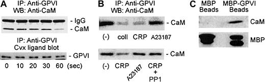 Fig. 1. Coprecipitation of GPVI and calmodulin from platelet lysates. / (A) Immunoprecipitation (IP) by anti-GPVI antibody (MM20411) of untreated platelet lysates or lysates of platelets (5 × 108/mL) treated with 10 μg/mL collagen-related peptide. Samples were electrophoresed on 10% or 15% polyacrylamide gels under reducing conditions and were immunoblotted with anticalmodulin (Anti-CaM) IgG. The position of the antibody light chain is shown. Blots were visualized using horseradish peroxidase–coupled second antibody (Silenus, Hawthorn, Australia) and enhanced chemiluminescence detection (ECL; Amersham, Buckinghamshire, United Kingdom). Samples were also ligand blotted with convulxin (Cvx; lower panel) to determine GPVI levels.12 WB indicates Western blot. (B) Immunoprecipitation by anti-GPVI IgG of untreated platelet lysates or lysates of platelets treated with 10 μg/mL collagen (coll) or collagen-related peptide (CRP), or 200 nM A23187 for 90 seconds (upper panel) or 30 seconds (lower panel) at 37°C. Where indicated, platelets were preincubated with 20 μM PP1 before stimulation with collagen-related peptide. Samples were immunoblotted with anticalmodulin IgG as described above. Experiments with collagen-related peptide were performed 6 times, and those with collagen were performed 3 times. (C) Coprecipitation of calmodulin with amylose–Sepharose beads from platelet lysates in the presence of MBP or MBP-GPVI (Glu266-Ser316) fusion protein. Precipitates were electrophoresed on 5% to 20% sodium dodecyl sulfate–polyacrylamide gels under reducing conditions, electrotransferred to nitrocellulose, probed with anticalmodulin IgG or anti-MBP IgG, and visualized using the ECL reagent. Results are typical of 3 separate experiments.