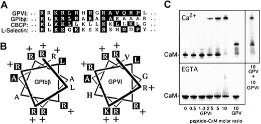 Fig. 2. GPVI cytoplasmic sequence and other calmodulin-binding sequences. / (A) GPVI cytoplasmic sequence, His269-Pro287, compared with calmodulin-binding sequences in GPIbβ (Arg149-Leu167),8a model calmodulin-binding control peptide CBCP,19 and L-selectin.20 Identical amino acids or conserved substitutions are boxed. (B) Helical wheel representation of the GPIbβ and GPVI cytoplasmic sequences. (C) Nondenaturing gel shift of calmodulin (0.3 nmol) in the presence of increasing concentrations of GPVI peptide, His269-Pro287. The shift is shown relative to that induced by a peptide based on the GPV calmodulin-binding sequence Lys529-Gly544.8 Upper and lower panels were electrophoresed in the presence of 1 mM Ca++ or 10 mM EGTA, respectively. Gels were stained with Coomassie blue.