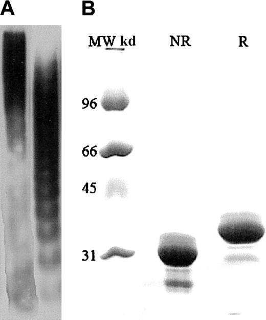 Fig. 1. ULVWF, plasma VWF, and A1 domain samples displayed by gel electrophoresis. / (A) The histamine-stimulated endothelial cell supernatant contains ULVWF multimers (first lane). ULVWF multimers are absent in the plasma VWF sample (second lane). The VWF-to-antigen levels for ULVWF and plasma VWF were 15 U/dL and 100 U/dL, respectively. Analysis of ULVWF and plasma VWF was by sodium dodecyl sulfate (SDS)–polyacrylamide gel electrophoresis (12.5%) and chemiluminescence. (B) The first lane contains molecular weight markers. Under reducing (R) and nonreducing (NR) conditions, the VWF A1 domain exists as a 36-kd monomer (second and third lanes). The reducing agent was 2-mercaptoethanol. VWF A1 concentrations used were 100 and 200 μg/mL. Analysis of the A1 domain was by SDS-agarose (1%) electrophoresis and autoradiography.