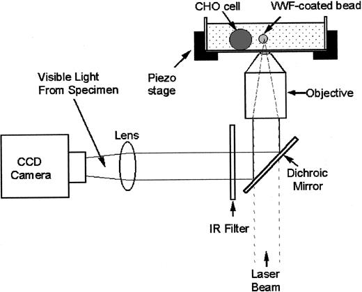 Fig. 2. Optical tweezers setup. / Light from a titanium-sapphire laser (λ = 830 nm) is reflected by a dichroic mirror and is focused onto the objective lens of the inverted microscope to trap the bead. A charged-coupled device (CCD) camera collects 10% of the light for image visualization. The CHO cell and VWF-coated bead are in a solution chamber mounted onto a piezoelectrically driven translational stage.