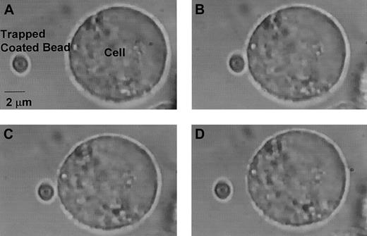 Fig. 4. Bead adhesion and subsequent detachment from CHO cell. / (A) The VWF-coated bead is optically trapped, and the CHO αβIX cell is moved toward the bead. (B) The bead adheres to cell for 10 seconds. (C) After laser power is increased, the bead begins to detach. (D) The bead is fully detached. Original magnification × 100.