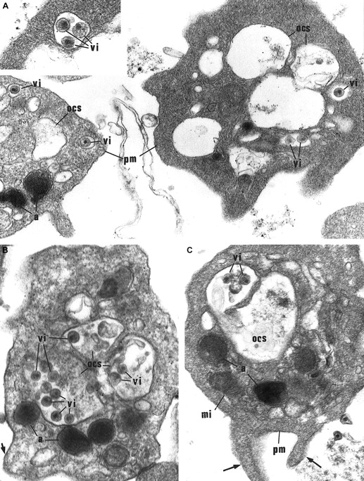 Fig. 4. Morphological study of washed platelets incubated with HIV particles. / (A) Internalization of HIV particles in endosomelike structures. In the early stage of internalization, HIV particles are found in some characteristic small vacuoles as endosomelike structures tightly surrounding 1 or 2 particles (vi), and located close to the plasma membrane (pm). a indicates α-granules. Original magnification, × 36 800; inset original magnification, × 55 200. (B) (C) HIV particles (vi) are further retrieved in the OCS. These platelets show morphological activation signs: spherical shape, bristled surface with pseudopods (arrows), dilated OCS. mi indicates mitochondria. Original magnification, × 41 850.