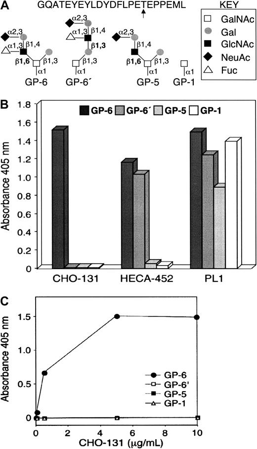 Fig. 1. CHO-131 recognition of the glycan structure C2-O-sLeX. / (A) Structures of glycopeptides used in the enzyme-linked immunosorbent assay (ELISA). Glycopeptides corresponding to the N-terminal peptide sequence of human PSGL-1 and the O-glycan structures C2-O-sLeX (GP-6), C1-O-sLeX (GP-6′), C2-O-sLN (GP-5), or GalNAc (GP-1) at threonine residue 57 (arrow) were generated by synthetic methods. (B) Glycopeptide ELISA. Microtiter wells were coated with individual glycopeptides as indicated, blocked with BSA, and incubated with the mAbs CHO-131, HECA-452 (anti-sLeX), or PL1 (anti–PSGL-1 peptide). Bound antibodies were detected by incubation with horseradish peroxidase–conjugated, goat anti–mouse IgM (CHO-131) or IgG (PL1), or goat anti–rat IgM (HECA-452) followed by incubation with ABTS/peroxidase substrate and absorbance measurements at 405 nm. (C) CHO-131 specificity at different antibody concentrations. ELISA assay was performed as in panel B with the use of different concentrations of CHO-131 (0, 0.05, 0.5, 5, 10 μg/mL).