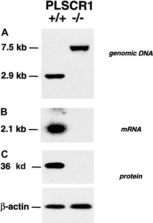 Fig. 1. Absence of PLSCR1 in tissues from PLSCR1−/− mice. / (A) Successful targeting of the PLSCR1 gene as confirmed by Southern blot of tail genomic DNA. (B) Northern blot of kidney mRNA. (C) Western blot shows absence of PLSCR1 antigen in bone marrow cells of homozygous PLSCR1−/− mice. Blotting was performed as detailed in “Materials and methods.”