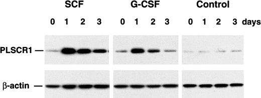 Fig. 8. Cytokine-induced expression of PLSCR1. / Cultured bone marrow progenitors from 5 age-matched adult mice were incubated for 3 days in MethoCult 3234 supplemented with either 20 ng/mL SCF or 60 ng/mL G-CSF. Cells were harvested at indicated times, and cell lysates (6 μg total protein per lane) were analyzed by Western blotting for PLSCR1 antigen (see “Materials and methods”).