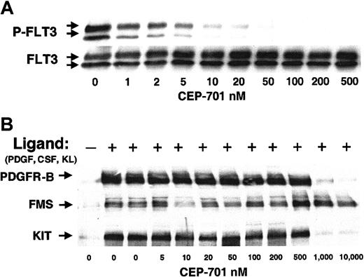 Fig. 1. CEP-701 potently and selectively inhibits FLT3 autophosphorylation. / (A) BaF3/ITD cells were incubated with increasing concentrations of CEP-701 for 1 hour. Whole cell detergent extracts (500 μg/sample) were prepared and immunoprecipitated with antihuman FLT3 antibody, followed by separation in 8% polyacrylamide gel electrophoresis and immunoblotting with the antiphosphotyrosine antibody, 4G10 (upper row). The membrane was stripped and reprobed with anti-FLT3 antibody to demonstrate equal loading of FLT3 in each lane (lower row). (B) BaF3 cells transfected with cDNAs for human PDGFR-β, FMS, and KIT were activated with their cognate ligand (PDGF, CSF-1, or KL) and treated with increasing concentrations of CEP-701 for 1 hour. Cells were lysed and immunoprecipitated with the corresponding antibody followed by immunoblotting with antiphosphotyrosine antibody 4G10 as above.