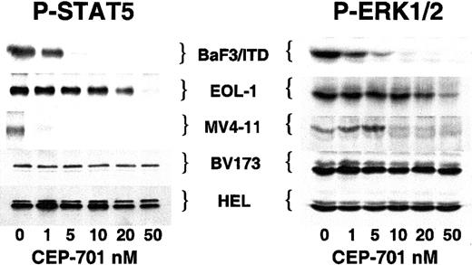 Fig. 5. CEP-701–mediated inhibition of FLT3 activity inhibits phosphorylation of STAT5 and ERK1/2. / Cells were incubated with increasing concentrations of CEP-701 prior to lysis as in Figure 1. For STAT5, 500 μg protein extract was immunoprecipitated with anti-STAT5 antibody followed by immunoblotting with antiphosphotyrosine antibody 4G10. For ERK1/2, 50 μg protein extract was loaded per lane and immunoblotting was performed with antiphospho-ERK antibody. Equal protein loading was confirmed (not shown) by stripping the blots and reprobing with anti-STAT5 and anti-ERK antibodies, respectively.