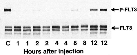 Fig. 8. CEP-701 inhibits FLT3 phosphorylation in vivo. / Ten-week-old Balb/c mice were injected with 2 × 106BaF3/ITD cells in PBS saline via tail vein on day 1. On day 12 at T = 0 hours the mice were given a subcutaneous dose of 20 mg/kg CEP-701. At 1, 2, 4, 8, and 12 hours after dosing, pairs of mice were killed, and the spleens (approximately 40-fold normal size by weight) were removed for assay. Splenic leukocytes were immediately harvested, lysed, and stored at −80°C until the next day, when immunoprecipitation with antihuman FLT3 and immunoblotting with antiphosphotyrosine antibody (500 μg/sample, upper panel) was performed. The blot was stripped and reprobed with the same anti-FLT3 antibody (lower panel). The antibody used for immunoprecipitation does not cross-react with mouse FLT3. For the control sample (“C”), the mouse was injected with vehicle only and killed 6 hours later.