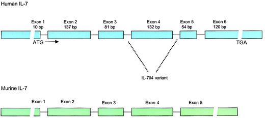 Fig. 1. Structure of the human and murine IL-7 genes. / Human IL-7 locus consists of 6 exons and 9 introns with extensive 3′ and 5′ untranslated regions. The gene is located on chromosome 8q12-13. IL-7δ4 variant, which lacks exon 4, has been found in multiple tissues and lacks biologic activity. Whether this variant has any biologic significance is unknown. The murine IL-7 gene has approximately 80% homology to the human gene in the coding regions but lacks the 54–base pair (bp) exon 5.