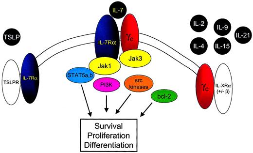 Fig. 2. IL-7 shares the common cytokine γc with IL-2, IL-4, IL-9, IL-15, and IL-21 and the IL-7Rα chain with TSLP. / Binding of IL-7 to the IL-7Rα chain and γc leads to heterodimerization of these components and to juxtaposition of the intracellular signaling molecules Jak 3 and Jak 1. Phosphorylation of tyrosine residues within the cytoplasmic domain of the IL-7Rα chain and the Jak 1 molecule results in the activation of multiple downstream signaling pathways, including STAT5a and STAT5b, PI3-kinase (PI3K), and src kinases. In addition IL-7 signaling alters bcl-2 family member expression and localization, resulting in cell survival signals.