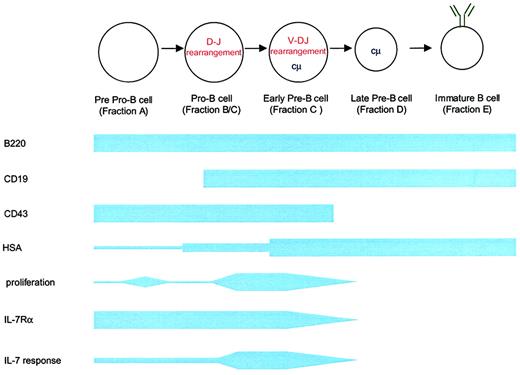 Fig. 3. Schematic of B-cell development in relation to IL-7Rα expression and IL-7 responsiveness. / B-cell development proceeds from a common lymphoid progenitor (not shown) that is characterized by the expression of IL-7Rα and c-kit but that lacks lineage-specific markers (eg, B220). The first identifiable progenitor committed to the B lineage is the pre–pro-B cell expressing B220 and low levels of heat stable antigen. Transition to the pro–B-cell stage involves a period of proliferation, probably in response to factors other than monomeric IL-7, and the beginning of immunoglobulin heavy chain rearrangement. Heavy chain rearrangement is completed at the early pre–B-cell stage. This stage also involves the expansion of successfully rearranged cells in response to IL-7 and other factors. By the late pre–B-cell stage, IL-7Rα expression ceases. Fractions listed correspond to those described by Hardy et al58 in the mouse.