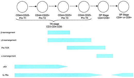 Fig. 4. Schematic of T-cell development. / The earliest T-lineage cell is the TN CD44+CD25− pro-T1 thymocyte. This cell can also give rise to B cells, NK cells, and dendritic cells. The next stage is a CD44+CD25+pro-T2 cell, which can give rise to T cells and probably dendritic cells. This stage involves proliferation in response to IL-7 and SCF. Rearrangement of the β, γ, and δ TCR chains begins at the end of this stage and is associated with diminished proliferation. The CD44−CD25+ and CD44−CD25− stages are characterized by the completion of rearrangement and the death of thymocytes that fail to undergo successful rearrangement, followed by a period of expansion. Thymus-derived γδ T cells arise from the CD44−CD25+ and possibly the CD44−CD25− stages. IL-7Rα chain is expressed throughout the TN stage, contributing to proliferation, survival, and rearrangement (at least for the δ locus) as described in more detail in “Developing T cells.” TN thymocytes comprise approximately 5% of the thymocyte fraction. Positive selection occurs during the DP stage, resulting in the death of most thymocytes and in self-MHC restriction. IL-7Rα expression is down-regulated during this stage. Rearrangement of the TCR-α component takes place during the DP stage. Clonal deletion of thymocytes expressing self-reactive TCRs begins toward the end of the DP stage and probably continues through the early SP stage. IL-7Rα chain is re-expressed at the SP stage and remains, at some level, throughout the life of a mature T cell. Eighty percent of thymocytes are DP, and 15% are SP.