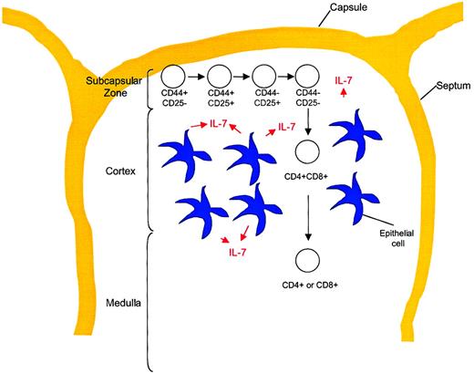 Fig. 5. T-cell development stages in relation to thymic architecture. / Differentiation of TN thymocytes occurs within the subcapsular zone of the thymus. This region contains a network of epithelial reticular cells. At the DP stage, thymocytes migrate to the cortex, where they encounter cortical epithelial cells with long processes, fibroblasts, and macrophages. These cells are important for MHC class restriction and negative selection. Thymocytes then migrate to the medulla, where CD4 or CD8 lineage commitment occurs. This region contains medullary epithelial cells with shorter processes, dendritic cells, and macrophages. Mature T cells exit the thymus from the medullary region and enter the peripheral circulation.