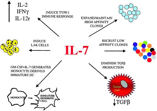 Fig. 6. Potential effects of IL-7 on antitumor immune responses. / IL-7, administered systemically or as a local vaccine adjuvant, can potentially enhance immune responses against tumor through a variety of mechanisms. In addition to the expansion and maintenance of T cells expressing TCRs with high affinity for tumor antigens, IL-7 may also recruit low-affinity T cells clones, potentially broadening the immune response. This may have important implications for the control of tumor variants that lose expression of particular antigens. Enhanced generation of mature monocyte-derived dendritic cells by IL-7 combined with other factors, such as GM-CSF, is another mechanism through which IL-7 may enhance an antitumor immune response. Furthermore, IL-7, along with other cytokines, may contribute to the induction of a type 1 immune response and LAK cells. Finally, by diminishing TGF-β production, IL-7 can potentially down-regulate one mechanism through which tumors suppress local immune responses.