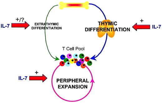 Fig. 7. Modulation of T-cell regenerative pathways by IL-7. / Following T-cell depletion, regeneration of the peripheral T-cell pool can occur through multiple mechanisms. Thymic differentiation is the predominant pathway through which new T cells are generated if thymic capacity is sufficient. However, with diminished thymic function related to therapy-related toxicity, disease, or age related declines, the peripheral expansion of remaining mature T cells can substantially regenerate the T-cell pool. Extrathymic differentiation from bone marrow progenitors is a relatively minor pathway through which new T cells develop. IL-7 can profoundly increase thymic differentiation, peripheral expansion and, potentially, extrathymic differentiation pathways to T-cell regeneration.
