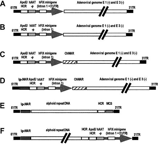 Fig. 1. Constructs for generation of first-generation and HD vectors used in this study. / Sequences used for the production of first-generation adenoviral vectors are based on the plasmid pAdHM4,21 and 2 hFIX expression cassettes, with (A) and without (B) the 3′ untranslated region (3′UTR). The hFIX expression cassette shown in panel B was flanked by 1 or 2 MARs-ChMAR and IgκMAR, (C-D). The structure of the vectors AdFTC and AdFTC/hFIX for gutless adenoviral production are shown in panels E and F. The plasmid pAdFTC is based on the plasmid pDYAL containing a 16.2-kb fragment of alphoid repeat DNA from human chromosome 17. The alphoid repeat DNA is flanked by a 4.2-kb fragment containing the left terminus of adenovirus type 5 (nt 1-452), 2 copies of the Igκ MAR, and a 1.2-kb fragment containing the HCR, an MCS with recognition sites for the restriction endonucleasesPacI and PmeI and the right terminus of adenovirus type 5 (nt 35 796-35 935).