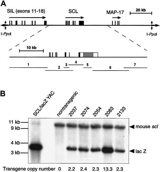 Fig. 1. Structure and analysis of the human SCL YAC transgenes. / (A) Diagram of the 130-kb YAC containing the human SCL gene together with part of the SIL gene and the completeMAP17 gene. A fine detail map of the modified SCLlocus is shown together with the location of the IRES-nls-lacZ cassette (hatched box) within the 3′ UTR of exon 6 (open box). Numbered horizontal lines indicate the restriction fragments assessed by Southern analysis (Table 1). (B) Southern hybridization of tail DNA from 5 lines together with a nontransgenic control mouse using equimolar concentrations of size matched probes for lacZ (transgene specific) and murine scl 3′ UTR (mouse specific). Transgene copy numbers were calculated with respect to the endogenous mousescl gene.