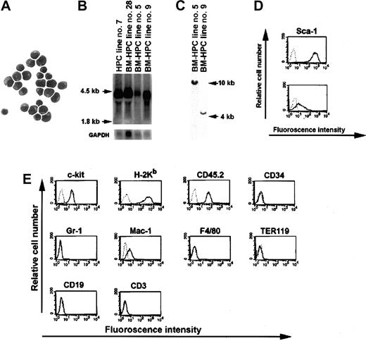 Fig. 1. Molecular and cellular analyses of the BM-HPC lines. / (A) May-Grünwald Giemsa staining of the BM-HPCs. Magnification × 100. (B) Northern blot analysis showing Lhx2 expression in 3 independently generated BM-HPC lines compared with a cell line generated from ES cells (HPC line no. 7). (C) Southern blot analysis of genomic DNA derived from the 2 BM-HPC lines used in this study showing a single proviral integration site in both cell lines. Cell surface marker analyses showing the difference in expression of the stem cell marker Sca-1 on the BM-HPC lines generated in SF/IL-6 (BM-HPC no. 5) (D, top) and in SF alone (BM-HPC no. 9) (D, bottom). (E) Flow cytometry analyses of cell surface markers showing similar expression pattern on BM-HPC line nos. 5 and 9.