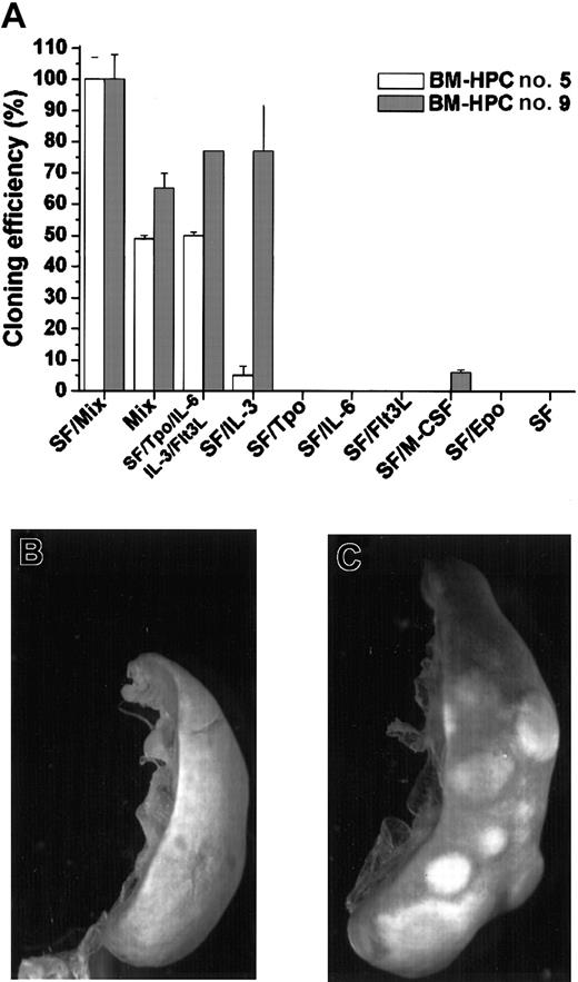 Fig. 2. BM-HPCs efficiently generate colonies in vitro in response to a broad spectrum of growth factors and have CFU-S activity. / (A) Colony formation in vitro in the indicated factor/factor combinations of the BM-HPC line generated in SF/IL-6 (no. 5) and the BM-HPC line generated in SF (no. 9). Cloning efficiency is measured as the total number of colonies generated in the different factor/factor combinations compared with the total number of colonies generated in SF/Mix (SF/Tpo/IL-3/IL-6/GM-CSF/G-CSF/M-CSF/Epo), which is arbitrarily set as 100%. Spleen of a lethally irradiated B6-SJL control mouse (B) and a spleen of a mouse transplanted with BM-HPCs (C) 10 days after transplantation and fixed in Bouin solution. Original magnification B-C, × 9.6.