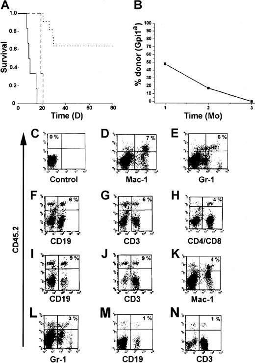 Fig. 3. The BM-HPC lines are multipotent and generate functional cells upon transplantation into lethally irradiated mice. / (A) Kaplan-Meier plot of mice receiving a lethal dose (10 Gy) of radiation and transplanted with 3 × 106 BM-HPCs (11 mice), 106 (3 mice) BM-HPCs, or mock-transplanted controls (6 mice). Data for line nos. 5 and 9 are pooled. Solid line indicates control mice; broken line, mice receiving 106cells; dotted line, mice receiving 3 × 106cells. (B) Average donor contribution to circulating erythrocytes based on Gpi assays in surviving mice at different time points after transplantation. SE is included in each time point. Cell surface marker analyses for the presence of donor cells (CD45.2+ vertical axes) of different lineages (horizontal axes) in control B6-SJL mice (C) and in representative B6-SJL mice receiving either BM-HPC line no. 5 (D-J) or no. 9 (K-N) analyzed 6 to 8 weeks after transplantation. Percentage donor cells of different lineages is indicated in the upper right quadrant for the mice receiving transplants (D-N) and in the upper left quadrant in the control (C) (eg, no lineage marker is included). Organs analyzed were spleen (D-G,K-N) and lymph nodes (C,H-J).