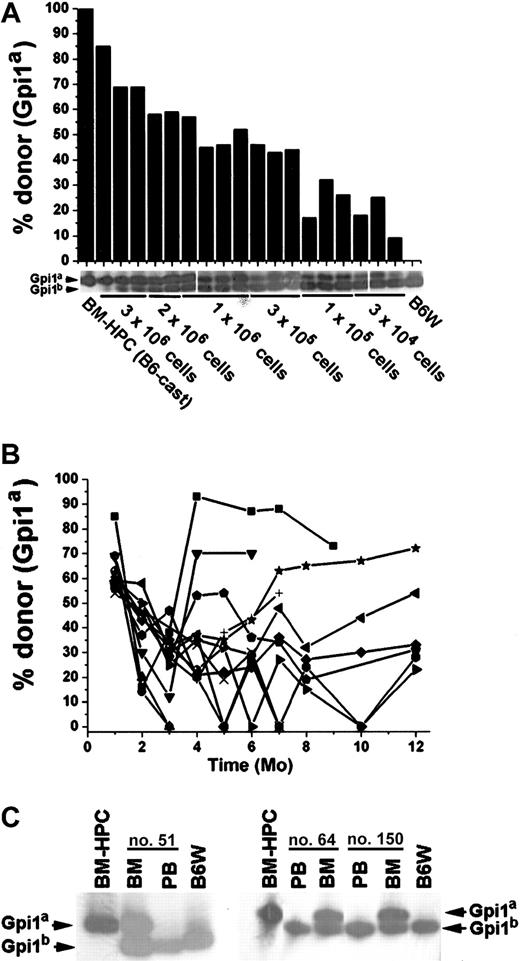Fig. 4. The BM-HPC lines engraft stem cell–deficient mice for an extended time. / Data for BM-HPC line nos. 5 and 9 are pooled because no difference in reconstitution ability could be observed. (A) Gpi analyses 1 month after transplantation of circulating erythrocytes in B6W mice receiving different doses of BM-HPCs. Displayed are the Gpi assays together with the calculated value for the fraction (in percent) of donor Gpi1a isoform for each individual mice receiving the indicated cell dose. (B) Percentage donor-derived erythrocytes in peripheral blood at different time points of 13 individual recipients receiving 3 × 106 BM-HPCs. Each line indicates an individual mouse. (C) Three examples of primary recipient animals (nos. 51, 64, 150) receiving 3 × 106 BM-HPCs showing no donor contribution to peripheral blood (PB) but significant donor contribution (≥ 50%) to nucleated cells in the BM. Bands corresponding to the respective Gpi isoforms are indicated.