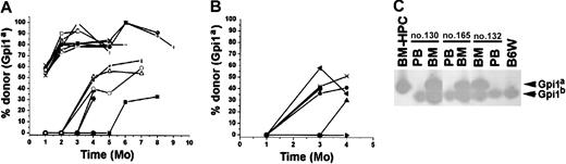 Fig. 5. The BM-HPCs engraft after serial transplantation into secondary recipients. / (A) Fraction of donor-derived erythrocytes in peripheral blood at different time points of 22 individual secondary stem cell[–deficient B6W recipients. Fifty-five percent of the animals received 106 and 45% of the animals received 2 × 106BM cells from primary B6W recipients. (B) Fraction of donor-derived erythrocytes in peripheral blood at different time points of 13 individual secondary B6-SJL wild-type recipients. All mice received 2 × 106 BM cells from the primary B6W recipients. Each line indicates an individual mouse. (C) Three examples of secondary recipient animals (nos. 130, 165, 132) showing no donor contribution to peripheral blood (PB) but significant donor contribution (≥ 50%) to nucleated cells in the BM. Bands corresponding to the respective Gpi isoforms are indicated.