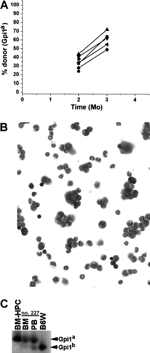 Fig. 6. The BM-HPCs engraft after serial transplantation into tertiary recipients. / (A) Fraction of donor-derived erythrocytes in peripheral blood at different time points of 7 individual tertiary stem cell–deficient B6W recipients. All mice received 2 × 106 BM cells from the secondary B6W recipient. The secondary recipient used was killed 6 months after transplantation. The secondary recipient received BM cells from a primary recipient killed 9 months after transplantation. (B) May-Grünwald Giemsa staining of nucleated cells from BM isolated from a tertiary recipient killed 4 months after transplantation. Original magnification B, × 40. (C) Gpi assay of the nucleated cells in the BM and of erythrocytes in peripheral blood (PB) of the same individual analyzed in panel B.