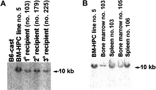 Fig. 7. Mice transplanted with BM-HPCs are engrafted with cells showing the same proviral integration site as the original BM-HPC line. / (A) Southern blot analysis of genomic DNA using Neo as a probe comparing the proviral integration site in the original BM-HPC lines (no. 5) with that of a spleen of a primary recipient (no. 103), a spleen of a secondary recipient (no. 179), and a spleen of a tertiary recipient (no. 225). All organs analyzed showed at least 50% donor contribution based on Gpi assays. Normal BM from the donor mouse strain (B6-cast) is used as negative control. (B) Similar to panel A, but analysis of the BM cells of the primary recipient analyzed in panel A (no. 103) and the BM and spleen of 2 additional primary recipients (nos. 105, 106) were also included.