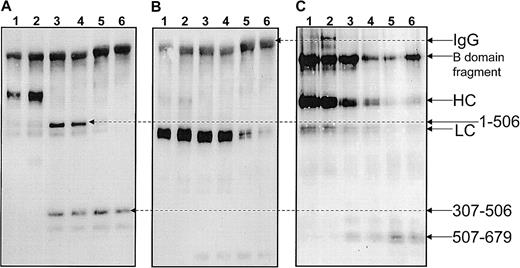 Fig. 3. Identification of the epitope(s) of the inhibitor. / Purified human factor V (600 nM) was incubated with 15 nM thrombin for 10 minutes at 37°C in TBS, 5 mM CaCl2, followed by the addition of 30 nM hirudin and treated with APC and PCPS. At the end of the incubation the samples were mixed with the total immunoglobulin fraction isolated from patient plasma. Immunoreactive fragments were precipitated with a solution containing protein G–Sepharose. Elution of fragments from the protein G–Sepharose beads was accomplished with a solution of 10% SDS and analysis of the fragments was performed on a 5% to 15% SDS-PAGE. Following transfer to nitrocellulose immunoreactive fragments were revealed with anti-factor V antibodies. (A) Staining with αHFVaHC#17, which recognizes an epitope on the heavy chain of factor Va between amino acid residues 307-506. (B) Staining with αHFVaLC#9, which recognizes an epitope on the light chain of the cofactor. (C) Staining with a polyclonal antihuman factor V; the antibody is directed against the whole factor V molecule and has epitopes on both chains of the cofactor as well as on the B region of the molecule. Lane 1, factor Va; lane 2, factor Va in the presence of EDTA prior to immunoprecipitation; lane 3, factor Va with APC; lane 4, factor Va with APC in the presence of EDTA prior to immunoprecipitation; lane 5, factor Va in the presence of APC and PCPS; lane 6, factor Va with APC and PCPS in the presence of EDTA prior to immunoprecipitation.