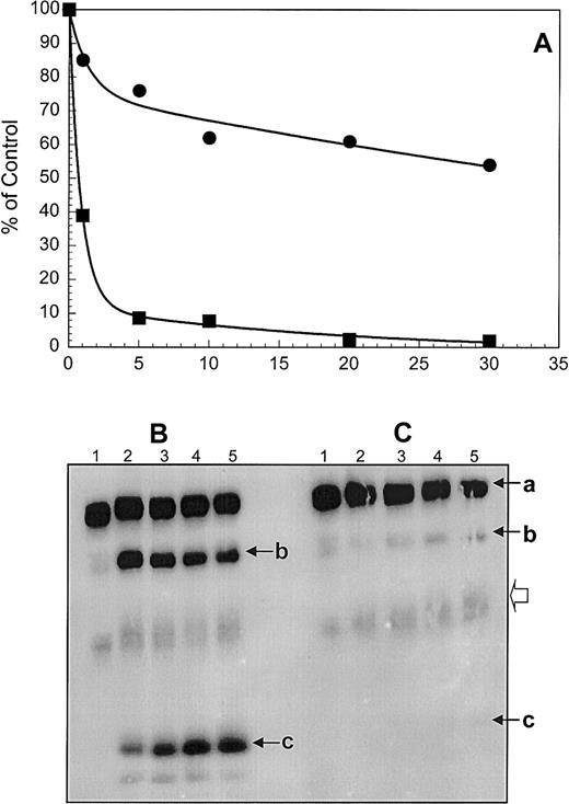 Fig. 4. Inactivation of membrane-bound human factor Va by APC. / (A) Factor Va was made by incubating purified normal plasma factor V (50 nM) with α-thrombin (1 nM). The reaction was stopped with hirudin (2 nM). Following addition of phospholipid vesicles (50 μM) and normal APC (2.5 nM) the activity of factor Va was assessed in a clotting assay using factor V–deficient plasma (▪) at 1 minute, 5 minutes, 10 minutes, 15 minutes, 20 minutes, and 30 minutes following the addition of APC; (●) factor Va was incubated with the purified immunoglobulin inhibitor (64 nM) and the inactivation by APC was performed under similar experimental conditions as described for normal factor Va. (B) Some of the samples assayed for cofactor activity in panel A were also analyzed on a 5% to 15% linear gradient SDS-PAGE as described in “Patient, materials, and methods.” Lane 1, factor Va control, no APC; lanes 2 through 5, factor Va incubated with APC at 5, 10, 20, and 30 minutes, respectively. (C) Prior to the addition of APC and PCPS vesicles, factor Va was incubated with the purified immunoglobulin solution from the patient's plasma. The arrows indicate the heavy chain of factor Va (a), the Mr 75 000 intermediate (b), that results from cleavage at Arg506 of the heavy chain, and the Mr 30 000 fragment (c) that derives from cleavage of the Mr 75 000 intermediate at Arg306. The open arrowhead indicates cleavage at Arg306 first and generation of a fragment containing the region 307-6791709 of the heavy chain of the cofactor.
