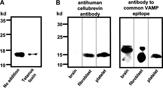 Fig. 1. Characterization of the antihuman cellubrevin antibody. / (A) Gel-filtered platelets (50 μL) were permeabilized with 4 U/mL SL-O in the presence of reducing buffer (no addition) or 2 μM tetanus toxin in reducing buffer (tetanus toxin) for 45 minutes. Platelet proteins were subsequently solubilized in sample buffer, separated by SDS-PAGE, and transferred to a polyvinylidene (PVDF) membrane. Human cellubrevin was visualized by immunoblotting using the antihuman cellubrevin antibody. (B) Proteins from bovine brain, human fibroblasts, and human platelets were solubilized, separated by SDS-PAGE on 15% acrylamide gels, and transferred to PVDF membranes. Lysates were equalized for total protein, and immunoblotting was performed using either the antihuman cellubrevin antibody or an antibody directed against an epitope common to VAMP 1, VAMP 2, and human cellubrevin.