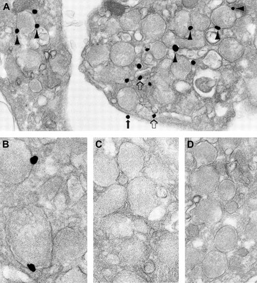 Fig. 3. Ultrastructural immunonanogold localization of human cellubrevin in unstimulated human platelets. / Most silver-enhanced gold particles are attached to α-granule membranes (A, arrowheads; B). Label is also present on OCS (A, open arrows) and plasma membrane (A, solid arrow). (C) Absorption control of the specific primary antibody with cellubrevin is negative. (D) Irrelevant rabbit IgG was substituted for the specific primary antibody, and no labeling is seen. Original magnifications: A, × 42 000; B, × 86 000; C, × 56 000; D, × 48 000.