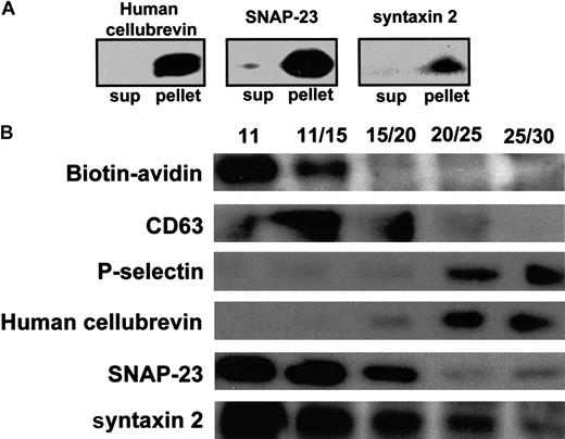 Fig. 4. Localization of human cellubrevin, SNAP-23, and syntaxin 2 by immunoblot analysis of subcellular fractions. / (A) Platelet cavitate was prepared as described in “Materials and methods,” and the fraction recovered from the 11% to 30% metrizamide interface was subjected to centrifugation at 100 000g for 1 hour. Supernatants and pellets were separated. Supernatants (sup) were subsequently lyophilized and solubilized in sample buffer. Proteins in the lyophilized supernatants and pellets were separated by SDS-PAGE and were analyzed for human cellubrevin, SNAP-23, and syntaxin 2 by immunoblotting with antihuman cellubrevin antibody, anti–SNAP-23 antibody, or antisyntaxin antibody, as indicated. (B) Platelet cavitate was prepared from biotin-labeled platelets and separated in a density step gradient of 11%, 15%, 20%, 25%, and 30% metrizamide. Fractions were analyzed using an avidin-HRP conjugate or by immunoblotting with anti-CD63 antibody, anti–P-selectin antibody, antihuman cellubrevin antibody, anti–SNAP-23 antibody, or antisyntaxin 2 antibody, as indicated.
