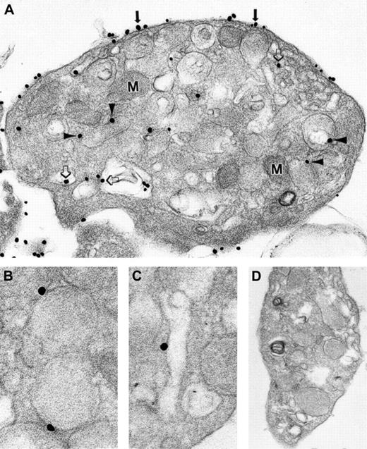 Fig. 5. Ultrastructural immunonanogold localization of SNAP-23 in unstimulated human platelets. / (A) Most silver-enhanced gold particles are bound to the plasma membrane (arrows). Some are also observed on membranes of the OCS (open arrows) and on α-granule membranes (arrowheads). Mitochondria (M) are not labeled. (B) Two labeled α-granule membranes are shown at higher magnification. (C) Labeled OCS membrane. (D) Negative control in which the specific primary antibody was replaced by an irrelevant rabbit IgG. Original magnifications: A, × 42 000; B, × 86 000; C, × 70 000; D, × 38 000.