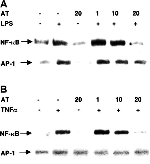 Fig. 2. Effect of AT III on DNA-binding activity of NF-κB and AP-1 in monocytes and ECs. / Cells were pretreated for 2 hours with different concentrations of AT III, followed by a 1-hour stimulation with either LPS (monocytes; 10 μg/mL) (A) or TNF-α (ECs; 40 ng/mL) (B) in the presence and absence of AT III. Nuclear extracts were analyzed by EMSA with33P-labeled DNA probes detecting κB and AP-1 binding activities, respectively. Representative photographs of EMSA gels are shown. Complexes tested for specific binding are indicated by arrows.