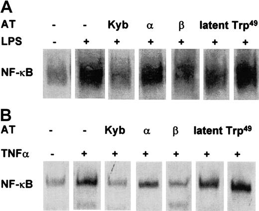 Fig. 3. Effect of Trp49-modified AT III, latent AT III, β–AT III, and α–AT III on NF-κB activation in monocytes and ECs. / Cells were pretreated for 2 hours with the indicated AT compounds, followed by a 1-hour stimulation with LPS (monocytes; 10 μg/mL) (A) or TNF-α (ECs; 40 ng/mL) (B) in the presence and absence of the compounds. Nuclear proteins from monocytes and ECs were analyzed by EMSA for binding to an oligonucleotide containing the NF-κB consensus sequence.