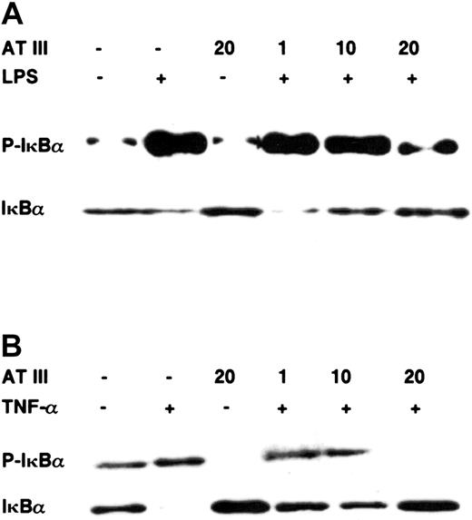 Fig. 4. Effect of AT III on the agonist-induced phosphorylation and degradation of IκBα in monocytes and ECs. / Cells were pretreated for 2 hours with the indicated concentrations of AT III, followed by stimulation with either LPS (monocytes; 10 μg/mL) (A) or TNF-α (ECs; 40 ng/mL) (B) in the presence and absence of AT III. Cytoplasmic proteins were prepared, and immunoblotting was performed for the phosphorylated form of IκBα (P-IκBα) and for IκBα. In each case, data are representative of 3 independent experiments.