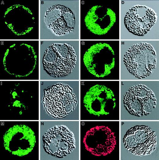 Fig. 2. The effects of dexamethasone on agonist-induced CD63 translocation. / Representative images of human eosinophils single-stained with BODIPY-FL–conjugated secondary antibody (green) to detect immunoreactivity against CD63. (A,B) Immunofluorescence (CD63) staining of IFN-γ–stimulated eosinophils and DIC image of the same cell (time = 10 minutes). (C,D) Immunofluorescence staining of eosinophils preincubated with dexamethasone (10−6 M) prior to IFN-γ stimulation; the DIC image of the same cell. (E,F) Immunofluorescence staining of C5a/CB-stimulated eosinophils; DIC image of the same cell. (G,H) Immunofluorescence staining of eosinophils preincubated with dexamethasone (10−6 M) prior to C5a/CB stimulation; the DIC image of the same cell. (I,J) Immunofluorescence staining of IL-3/IL-5/GM-CSF–stimulated eosinophils; DIC image of the same cell. (K,L) Immunofluorescence staining of eosinophils preincubated with dexamethasone (10−6 M) prior to IL-3/IL-5/GM-CSF stimulation; the DIC image of the same cell. (M,P) Combined images of immunofluorescence staining of eosinophils with a combination of anti-CD63/BODIPY-FL and mouse IgG1/TRITC; the DIC image of the same cell (M,N). A combination of mouse IgG1/BODIPY-FL and anti-MBP/TRITC; the DIC image of the same cell (O,P). Original magnification is × 630 for all images.