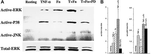 Fig. 1. ERK and p38 are activated by Fn or TNF-α in peripheral blood eosinophils. / Eosinophils were preincubated for 30 minutes with dimethyl sulfoxide alone or 50 μM PD98059 (PD), followed by 30 minutes with medium alone (Resting), TNF-α, fibronectin (Fn) (as described in “Materials and methods”), or TNF-α plus Fn (T + Fn). The cells were lysed, analyzed on a 10% SDS-polyacrylamide gel electrophoresis, and immunoblotted with antiactive ERK, antiactive p38, antiactive JNK, or anti-ERK1/ERK2 (Total-ERK). The signals obtained by autoradiography are shown (A) and are representative of 3 different donors. (B) The signals were quantified and normalized to total-ERK. Each value represents the mean (SEM) of 3 different donors.