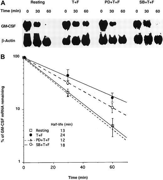Fig. 3. PD98059 inhibits GM-CSF mRNA stabilization in eosinophils activated by TNF-α plus Fn. / Eosinophils were incubated for 30 minutes with medium alone, 50 μM PD98059 (PD), or 10 μM SB203580 (SB). Then cells were activated for 5 hours with TNF-α + Fn (T + F) or medium alone (Resting) prior to transfection with GM-CSF mRNA by particle-mediated gene transfer. (A) At the indicated time points, equal numbers of cells were harvested, and total RNA was quantitatively isolated and Northern blotted with 32P-labeled GM-CSF or β-actin cDNA probes. Signals were visualized by using a PhosphorImager. (B) Radioactive signals were quantified and normalized to β-actin mRNA and plotted versus time. Each point is the mean (SD) of 3 experiments with 3 different donors.